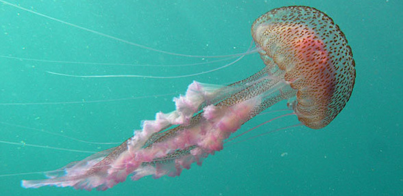 Pelagia noctiluca